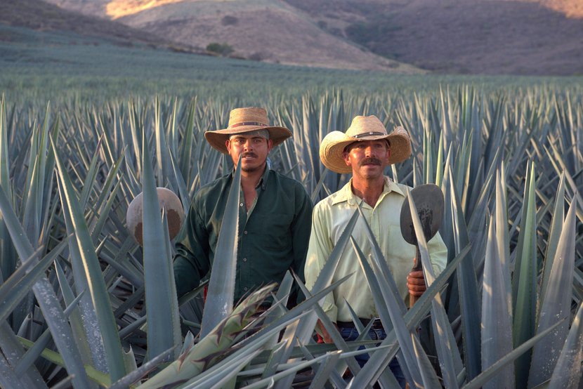 Jimadores: the Unsung Heroes of Tequila