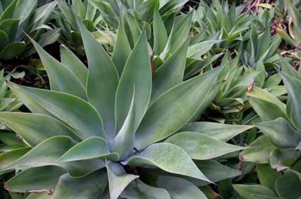 Scientists identify four new species of agave